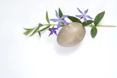 Easter egg and periwinkle on on a white background. easter spring flowers. .. Foto stock