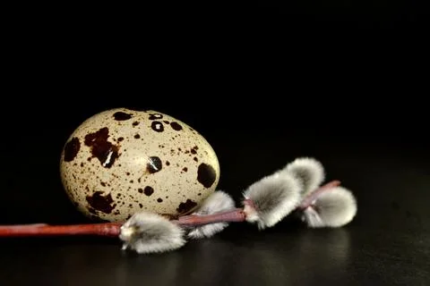 Easter egg and willow branch on black background Foto stock