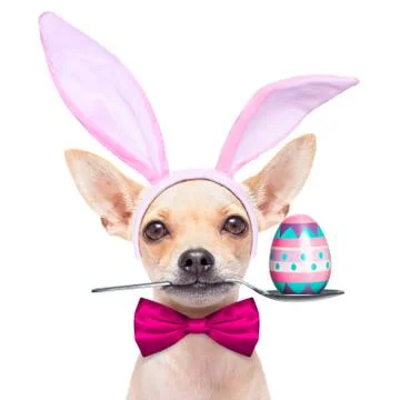 Easter egg bunny dog Stock-Fotos