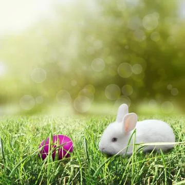 Easter egg with bunny Stock Illustration