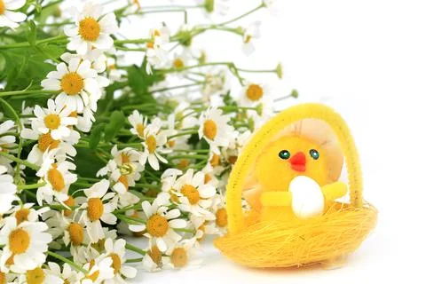 Easter egg chicken on a spring background of daisies Stock Photos