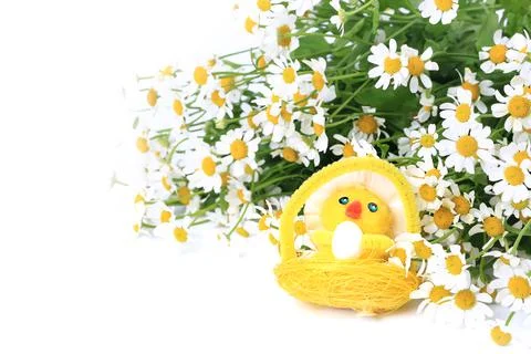 Easter egg chicken on a spring background of daisies Stock Photos