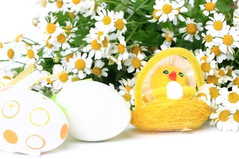Easter egg chicken on a spring background of daisies Stock Photos