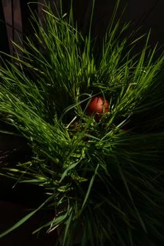 Easter egg concealed in fresh green grass with dramatic shadow play. Photos