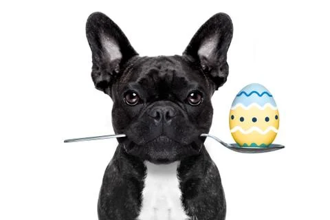 Easter egg  dog Stock Photos