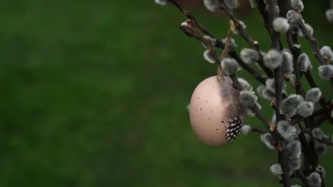 Easter Egg with feather hanging from a Willow Branch on green nature background Stock Footage 237630671