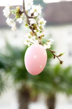 Easter egg on a flowering branch Stock Photos