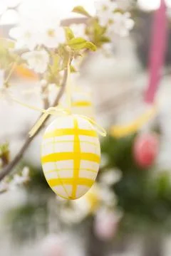 Easter egg on a flowering branch Stock Photos