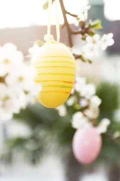 Easter egg on a flowering branch Stock Photos