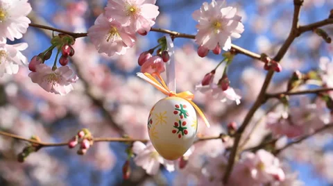 Easter egg on a flowering tree branch Stock Footage 36034268