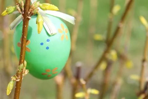 Easter egg in the forsythia Stock Photos