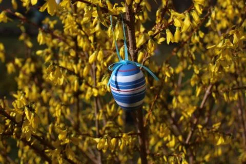 Easter egg in the forsythia Stock Photos