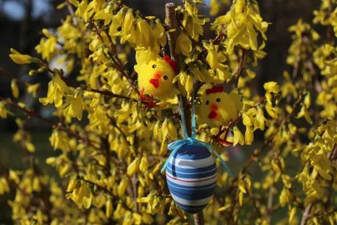 Easter egg in the forsythia Foto stock
