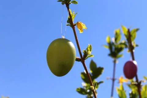 Easter egg in the forsythia Stock Photos