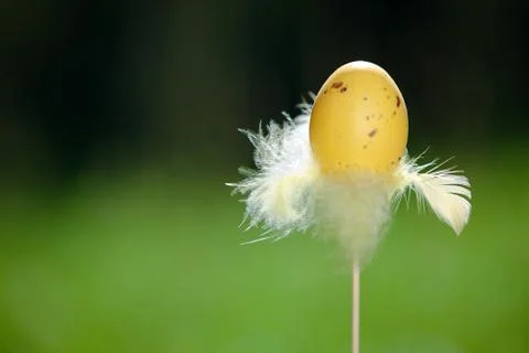 Easter egg on a fresh green background Stock Photos