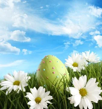 Easter egg in the grass with daisies Stock Photos