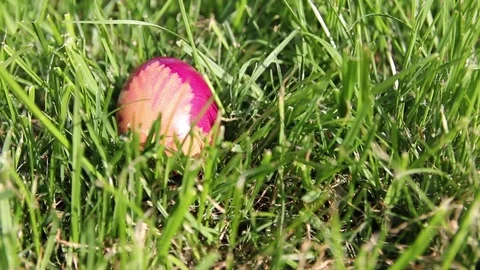 Easter egg in the grass Stock Footage