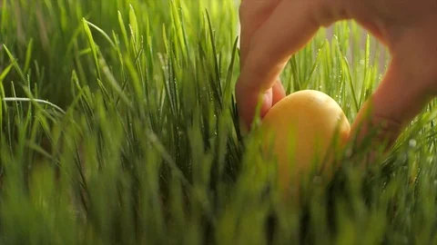 Easter egg in green juicy grass lawn with morning dew Stock Footage 126589660