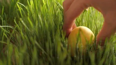 Easter egg from green juicy grass lawn with morning dew slow motion Stock Footage