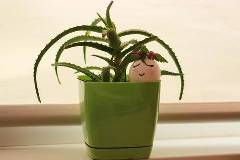 Easter egg in a green pot under the plant Stock-Fotos