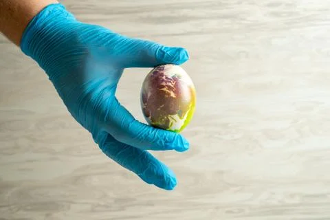 Easter egg in hands, hands wearing medical blue gloves. Stockfoto's