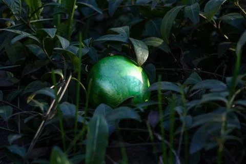 Easter egg hidden in the grass Stock Photos