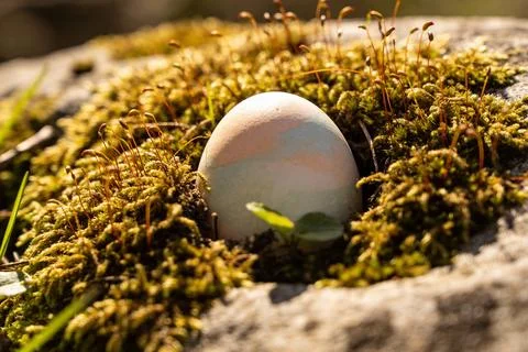 Easter egg hidden in mossy ground with delicate sprouts and soft sunlight Stock Photos