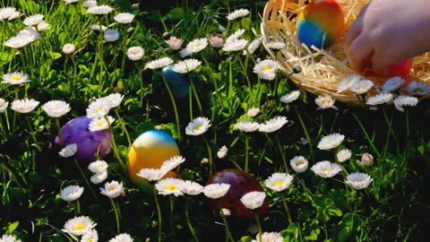 Easter Egg Hunt. child collects colored eggs in a spring meadow with daisies Stock Footage 229177705