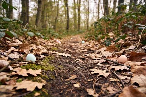 Easter egg hunt in a forest path covered with fallen leaves Stock Photos