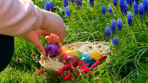 Easter Egg Hunt. hand puts colorful eggs in a basket in blue muscari flowers. Stock Footage 227849340