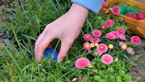 Easter Egg Hunt .Hand searching for Easter egg in pink daisy flowers. Stock Footage 296696812
