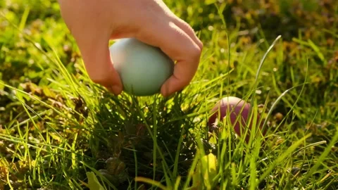 Easter Egg Hunt.Hand takes Easter eggs from grass. Stock Footage 160969892