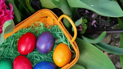 Easter Egg Hunt.Multicolored Easter eggs in a basket with flowers Stock Footage 296829588