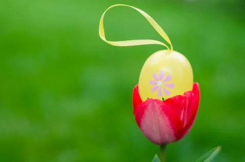 Easter egg inside red tulip in the garden Stock Photos