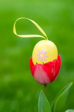 Easter egg inside red tulip in the garden Stock Photos