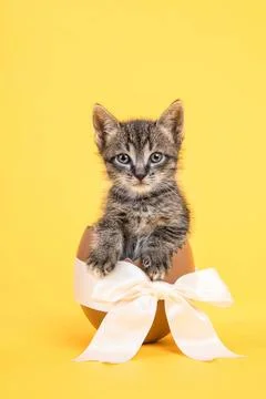 Easter egg kitten yellow Cute tabby baby cat kitten facing the camera sitt... Stock Photos