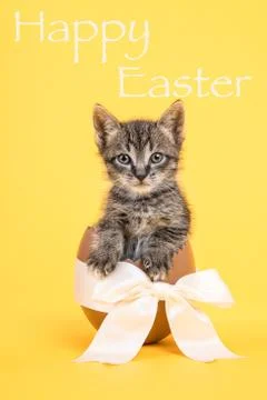 Easter egg kitten yellow Stock Photos
