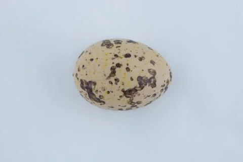 Easter egg lies on a white background Stock Photos