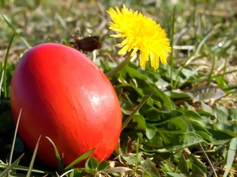 Easter egg in meadow Stock Photos