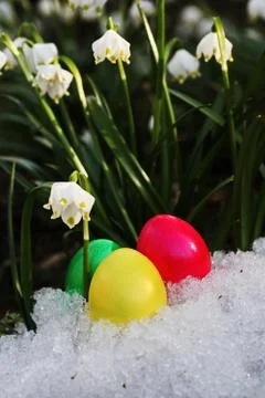 Easter egg meadow snowdrop Stock Photos