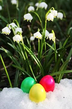 Easter egg meadow snowdrop Stock Photos