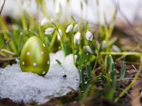 Easter egg meadow snowdrop Stock Photos
