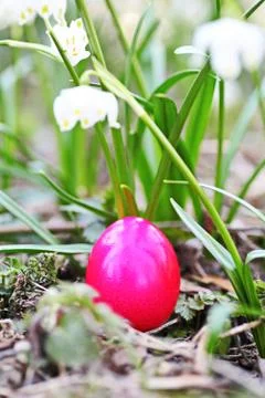 Easter egg meadow snowdrop Stock Photos