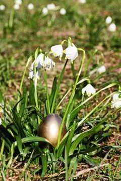 Easter egg meadow snowdrop Stock Photos