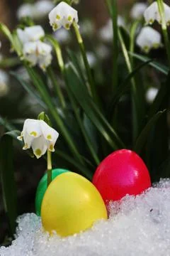 Easter egg meadow snowdrop Stock Photos