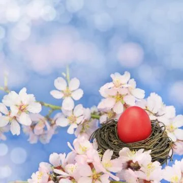 Easter egg in the nest on the almond tree Stock Photos