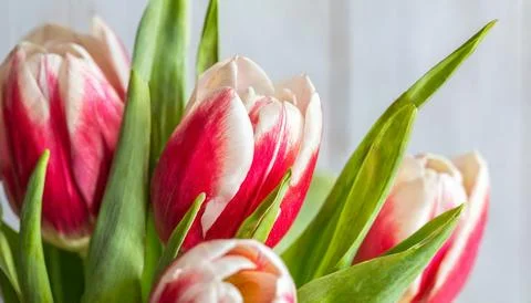 Easter egg panettone bread cake background Happy easter spring holiday tulip Stock Photos