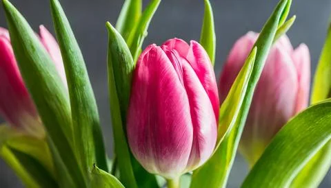 Easter egg panettone bread cake background Happy easter spring holiday tulip Stock Photos