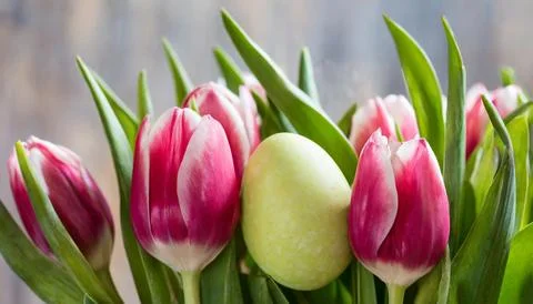 Easter egg panettone bread cake background Happy easter spring holiday tulip Stock Photos