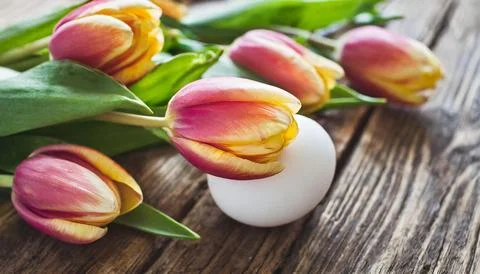 Easter egg panettone bread cake background Happy easter spring holiday tulip Stock Photos